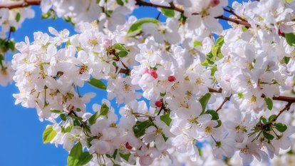 Kirschblüte